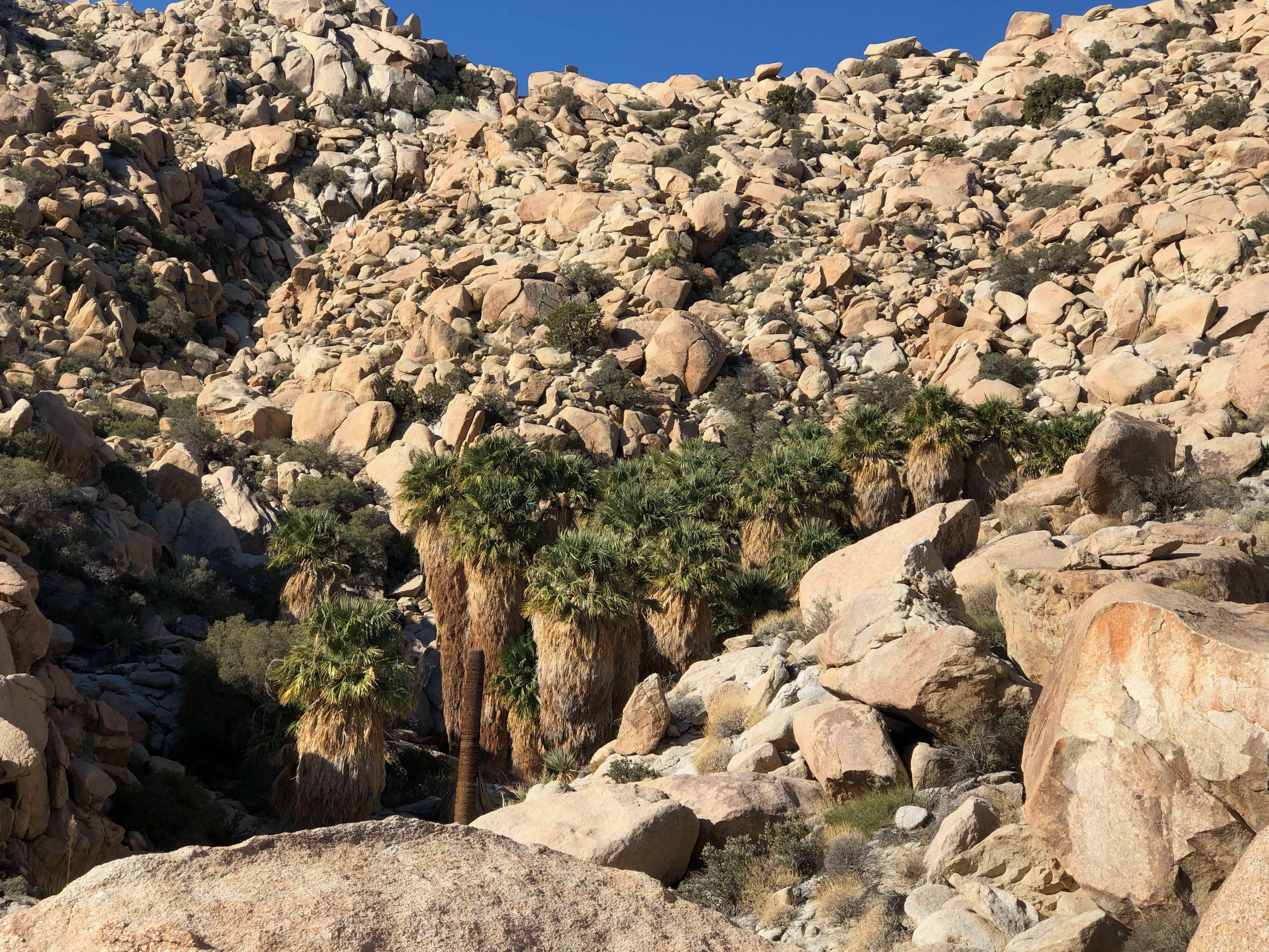 Montero Palms 1.jpg