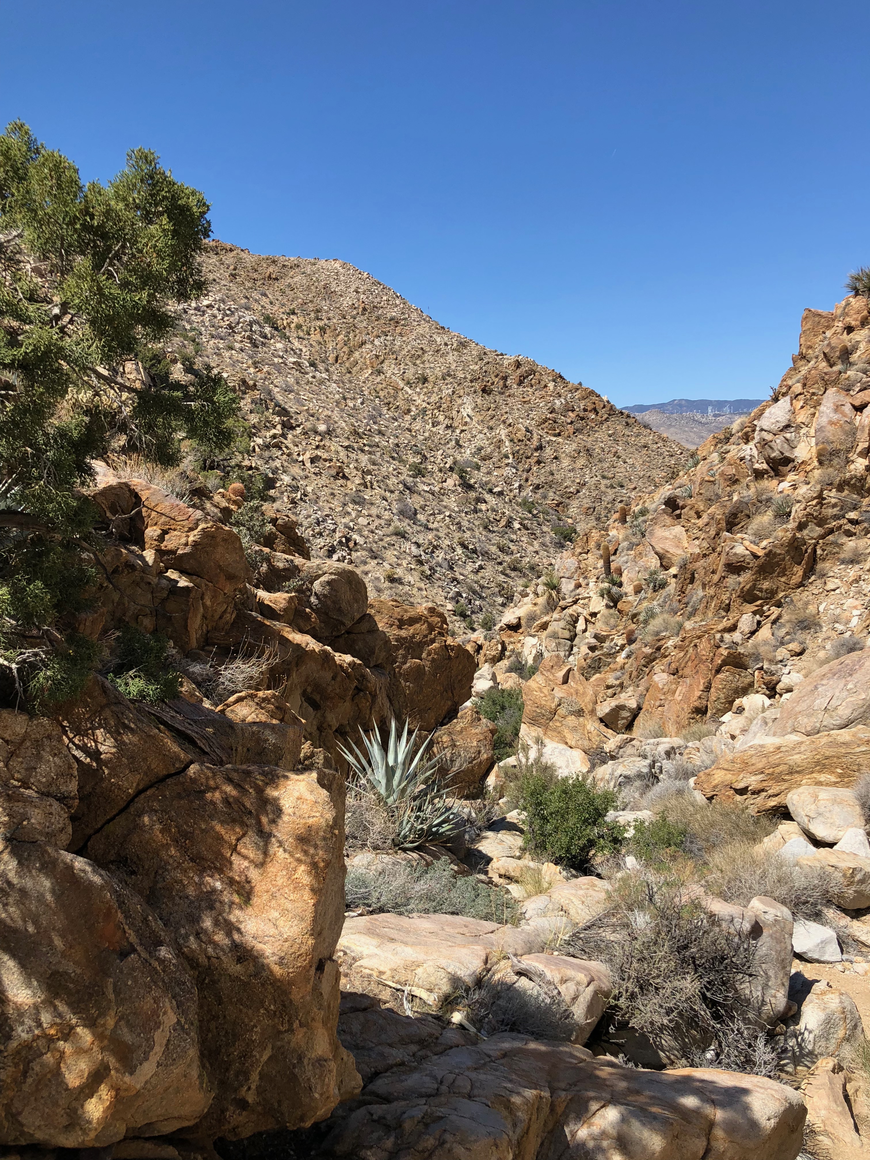 Trail Looking West.jpg