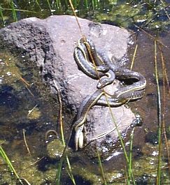 Garter snakes can be seen in the Vernal Pools during the Spring when the rain has been plentiful