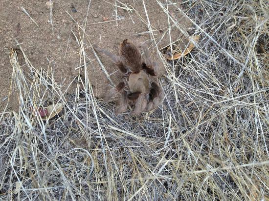 Tarantula are plentiful in the fall