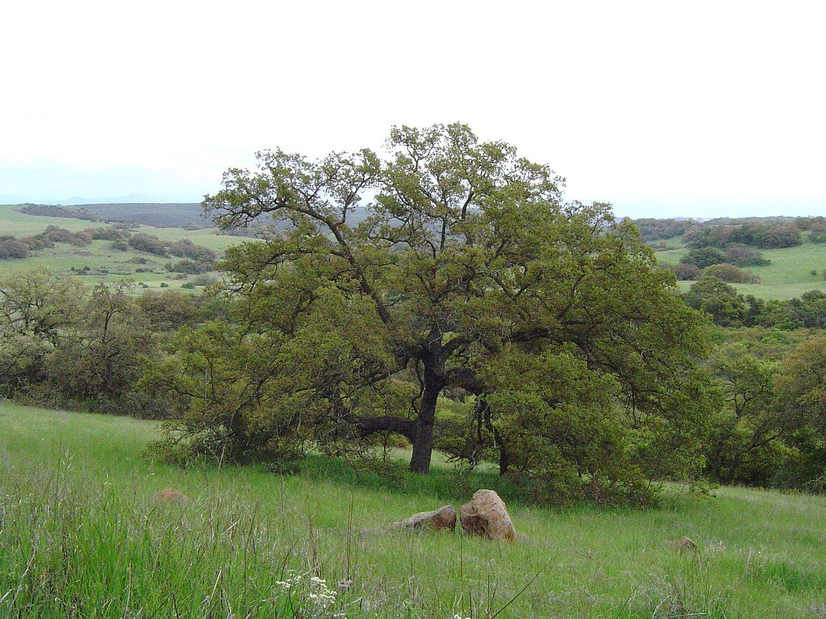 Beautiful Live Oak tree