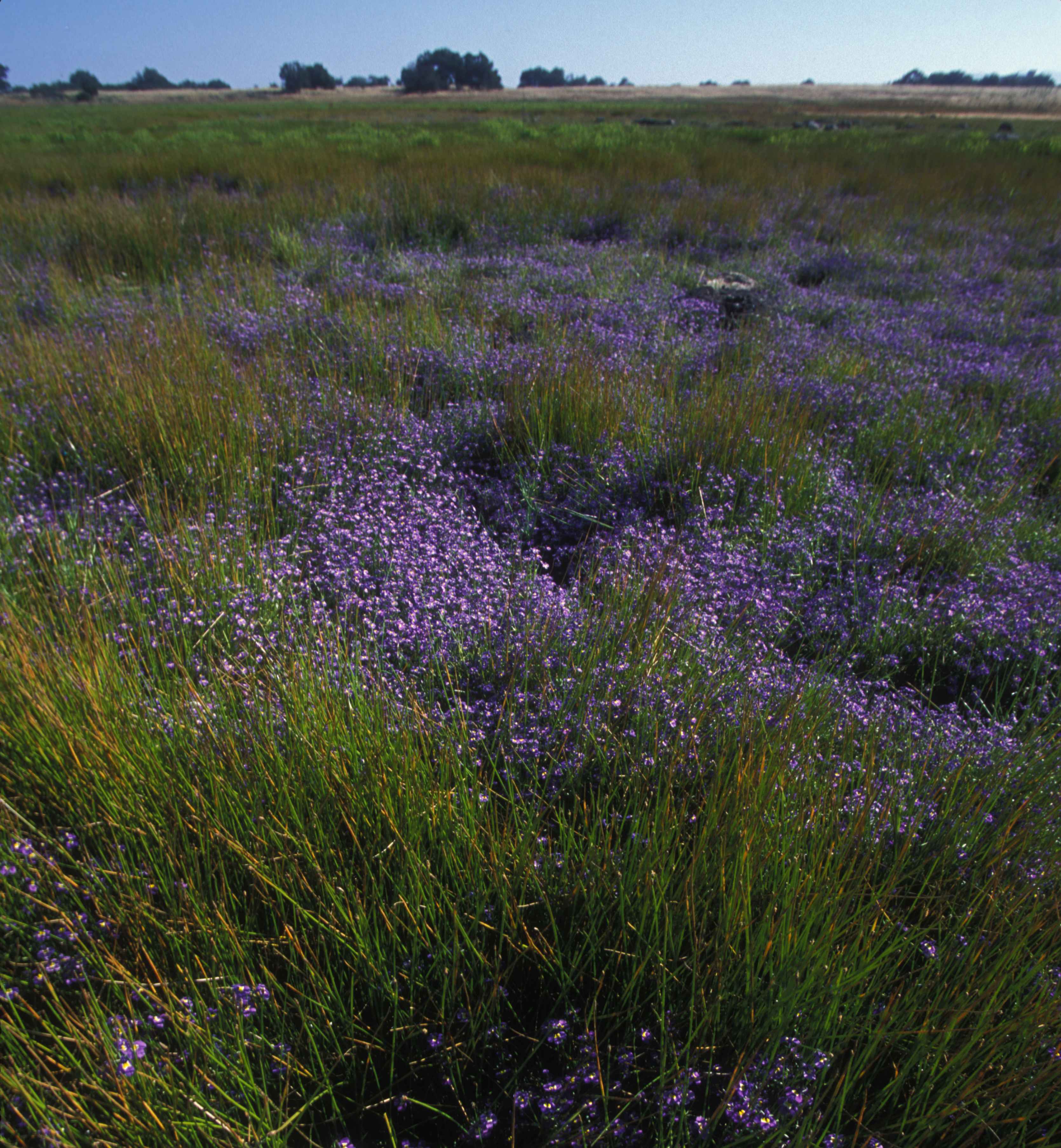 Wildflowers in the Spring