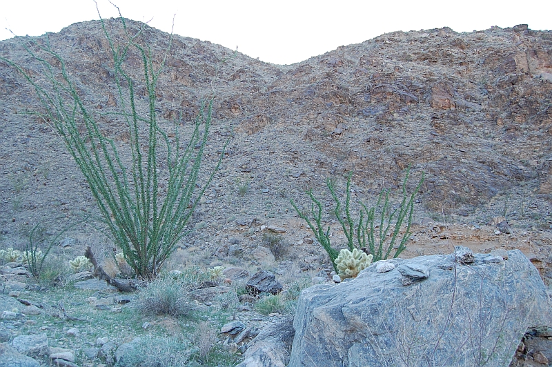 GREAT Ocotillos , should be blooming by late Feb. or March.