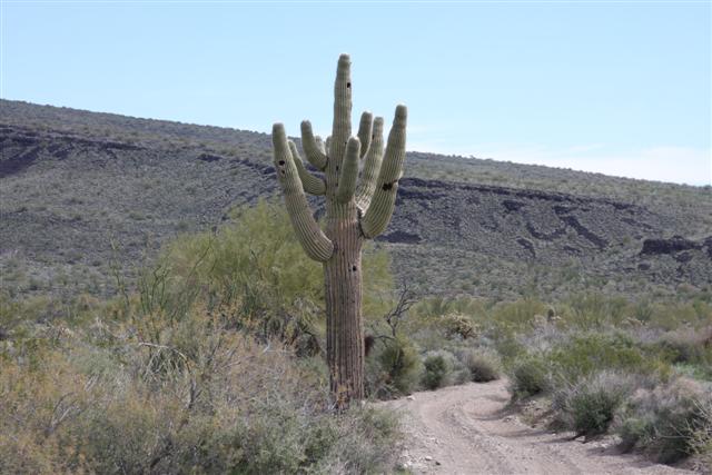 Havasu 015 (Small).jpg