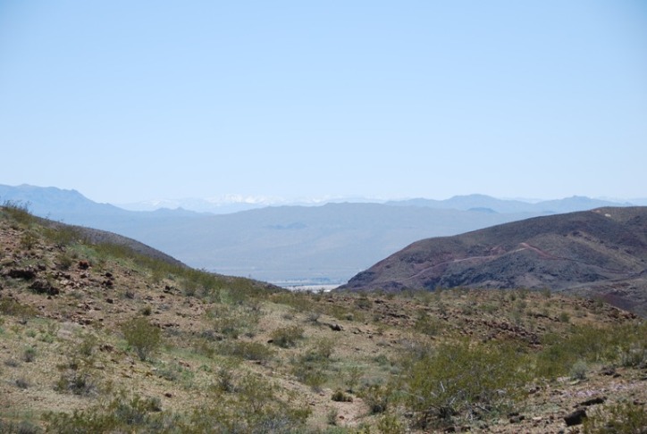 Calico 7.JPG