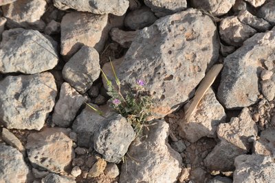 DSC_0649.jpg
