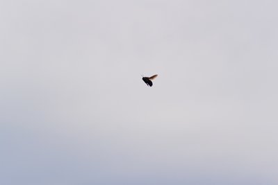 DSC_0442.jpg