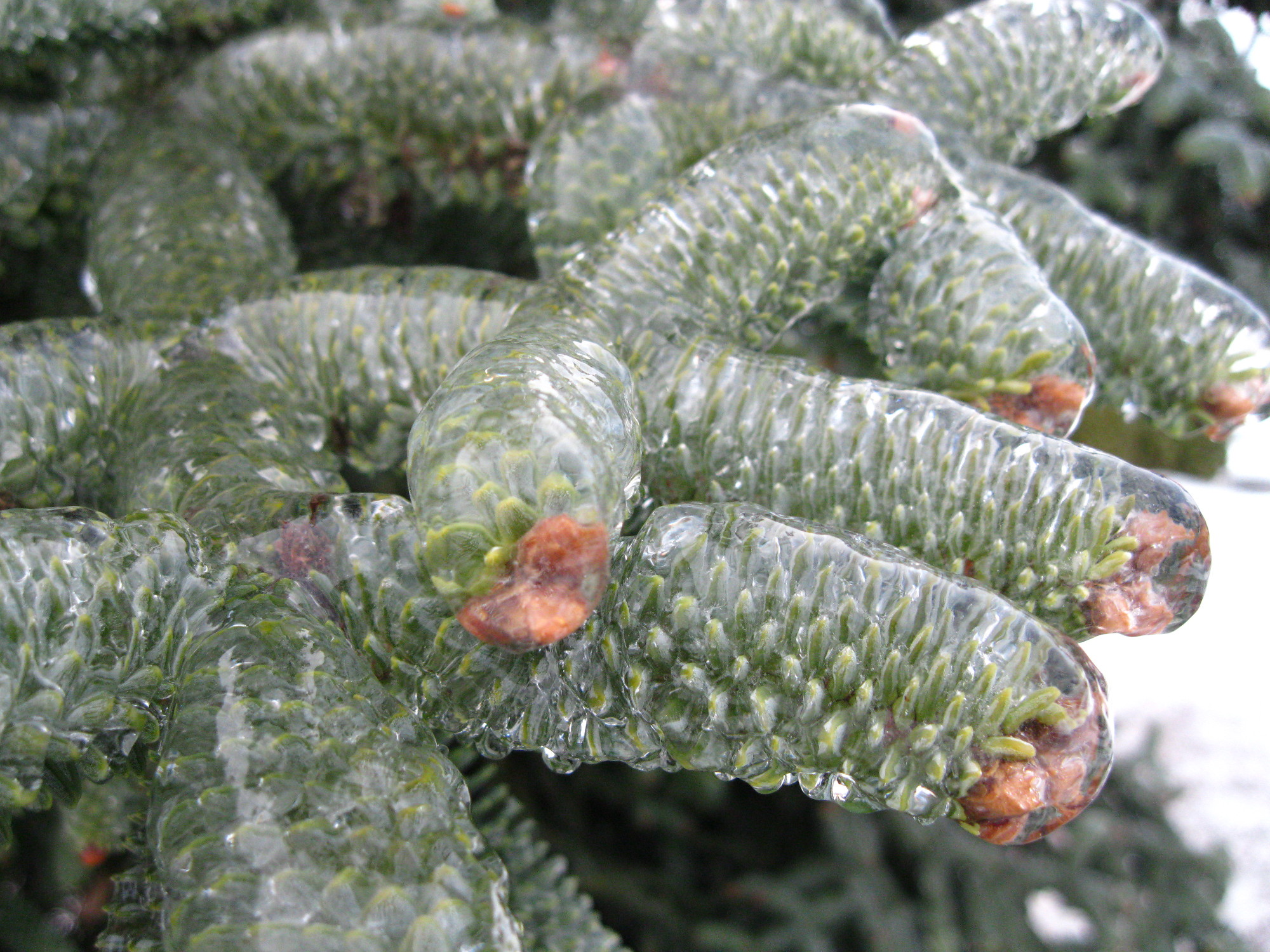 Ice encapsulatng an evergreen branch