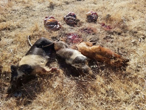 Boar-Gut on Ground in Field Small.jpg