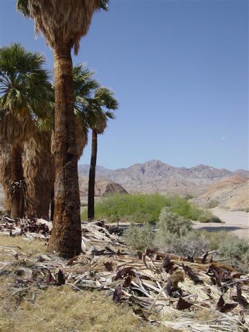 Palms looking toward spring (no water)