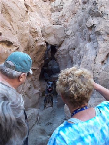 Our four legged friend