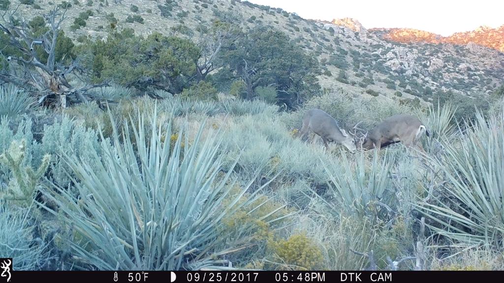 Deer in the Desert2.JPG