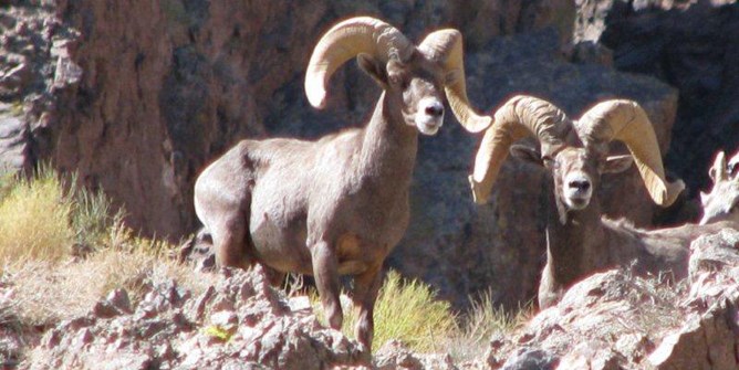 East Mojave Big Horn Sheep.jpg