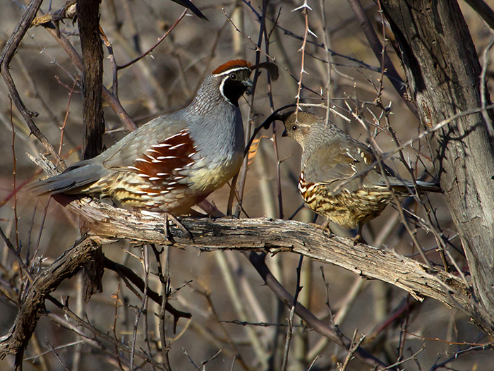 Gambel's Quail.jpg