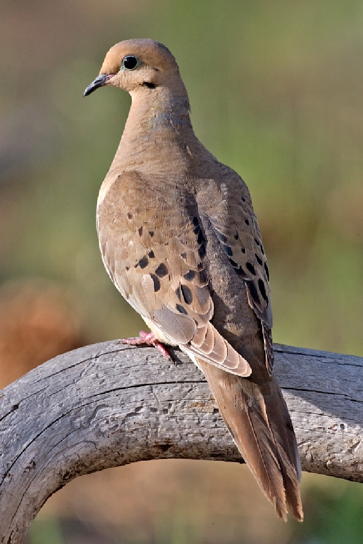 Dove.jpg