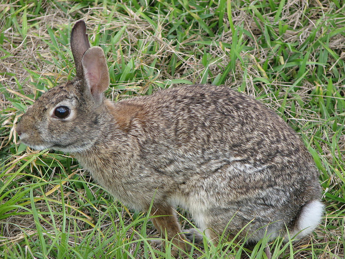 Cotton Tail Rabbit-1.jpg