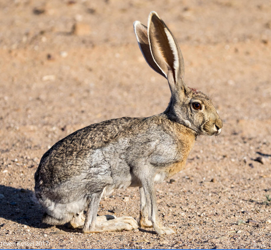 Jack Rabbitt.jpg