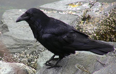 Raven-1.jpg
