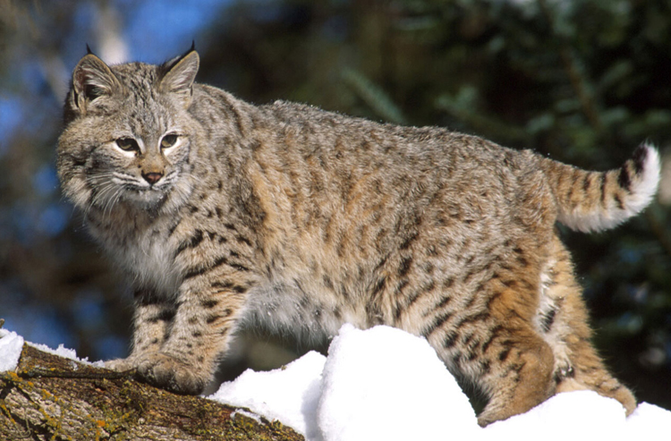 Bobcat.jpg