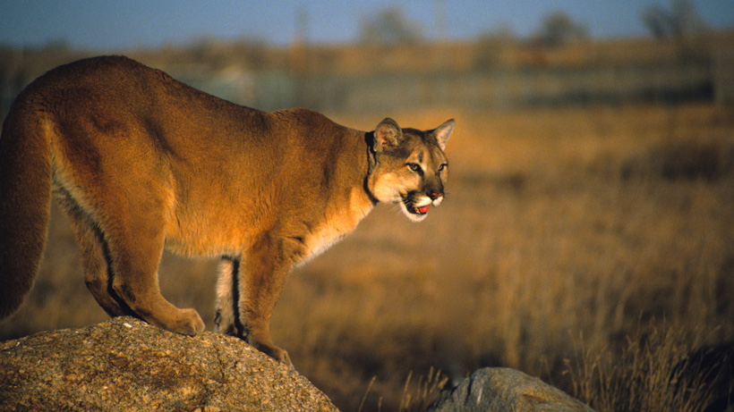 Mountain Lion.jpg
