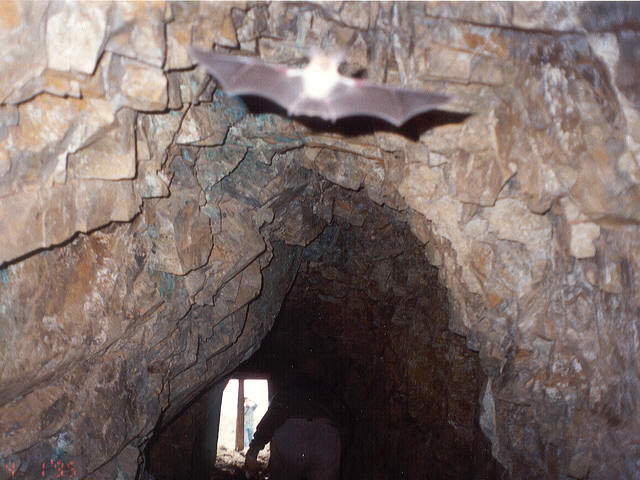 Bats.jpg