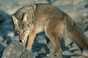 Coyote.jpg