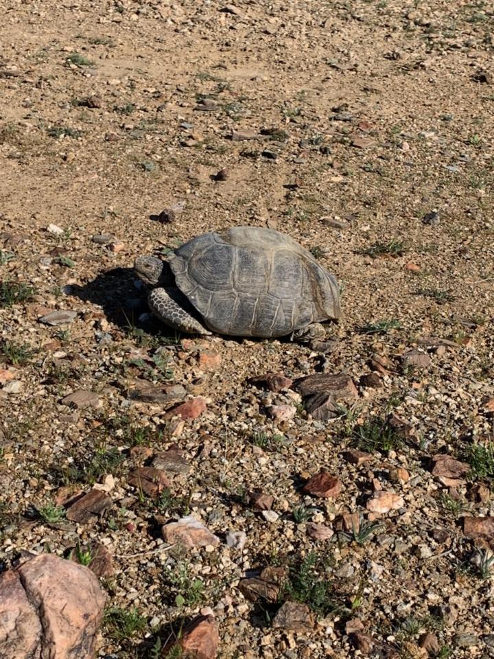 DesertTortoise.jpg