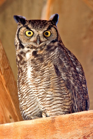 Desert Owl.jpg