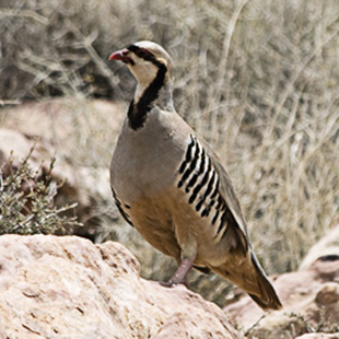 Chukar.jpg