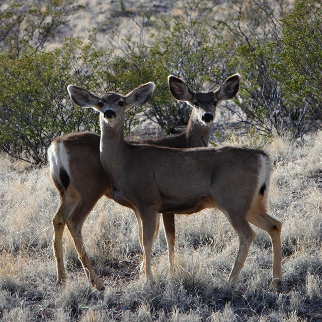 To deer hanging out together