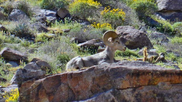 Big Horn on Pride Rock.