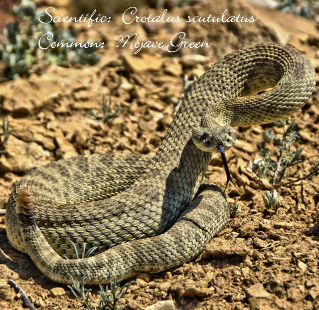 Mojave Green