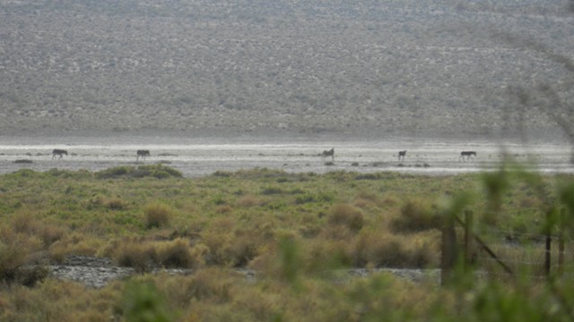 110521, Panamint OAUSA 01.JPG
