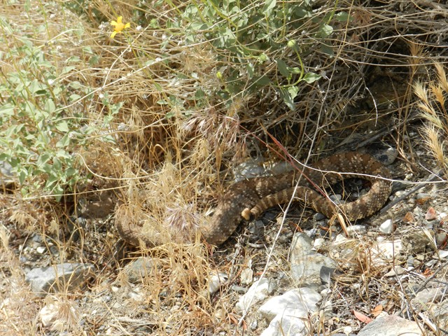 110521, Panamint OAUSA 04.JPG