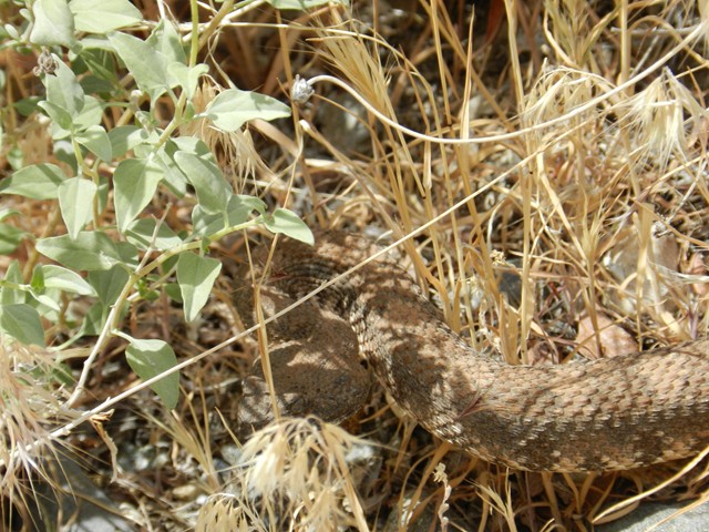 110521, Panamint OAUSA 05.JPG