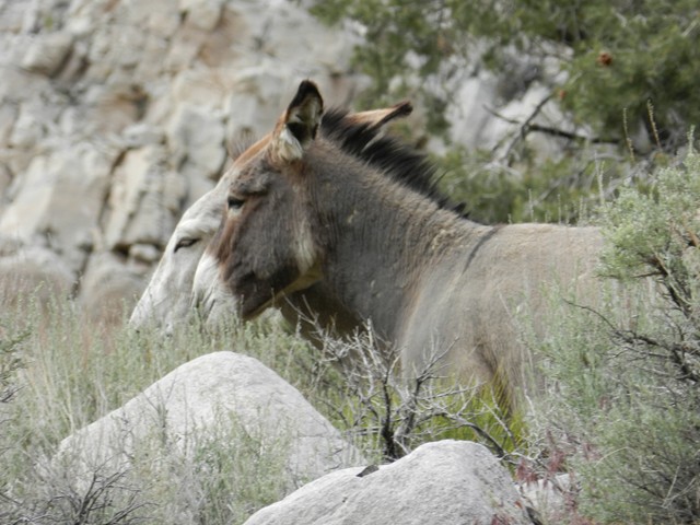 110521, Panamint OAUSA 07.JPG