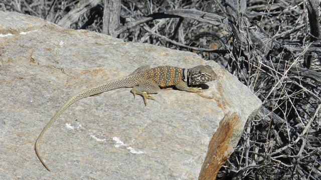 110521, Panamint OAUSA 08.JPG