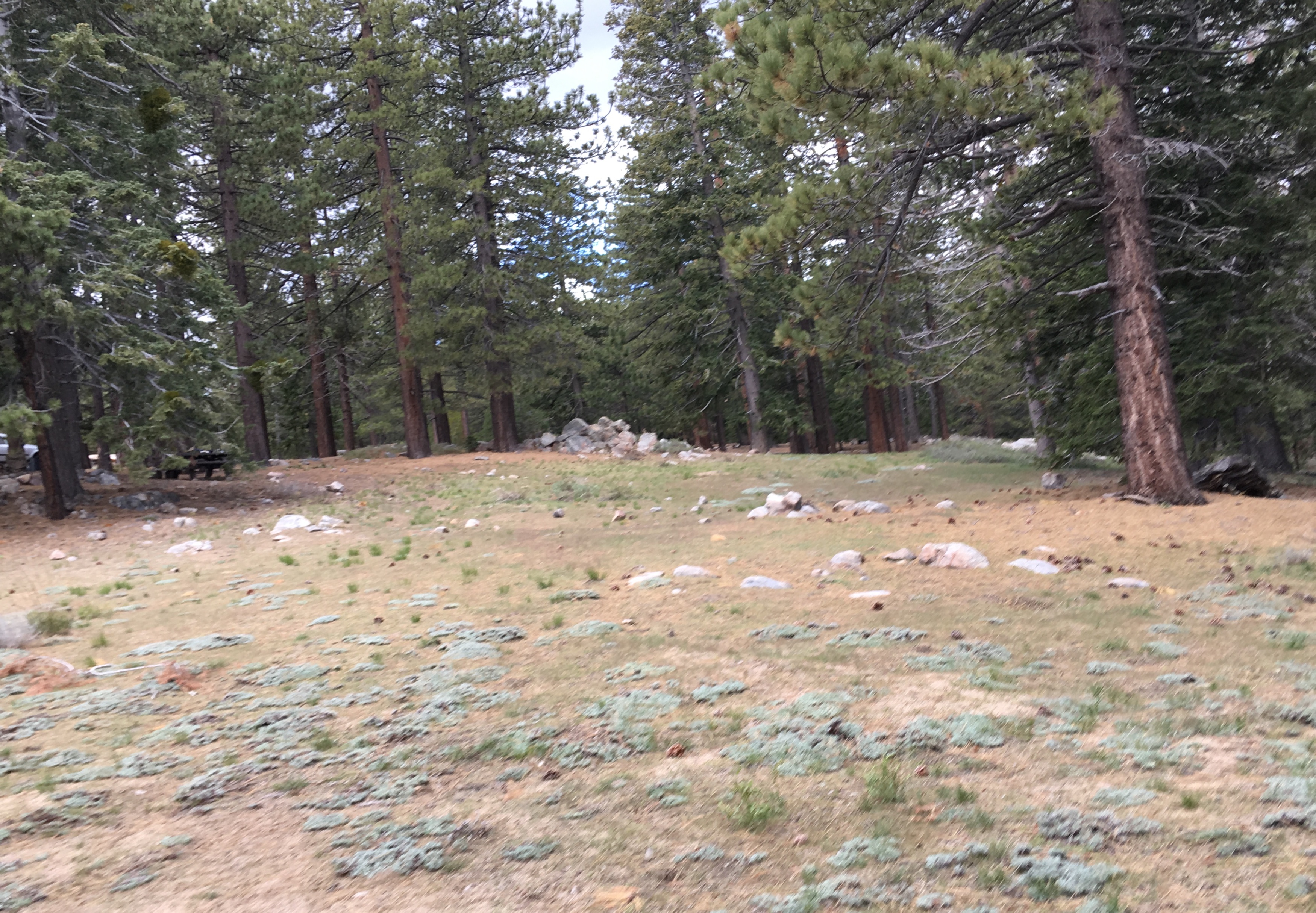 One of two possible areas for our antenna farm. Tall trees surround most camp sites so erecting antennas should not be a problem.