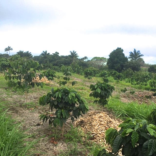 Hawaian Coffee Plantation.JPG