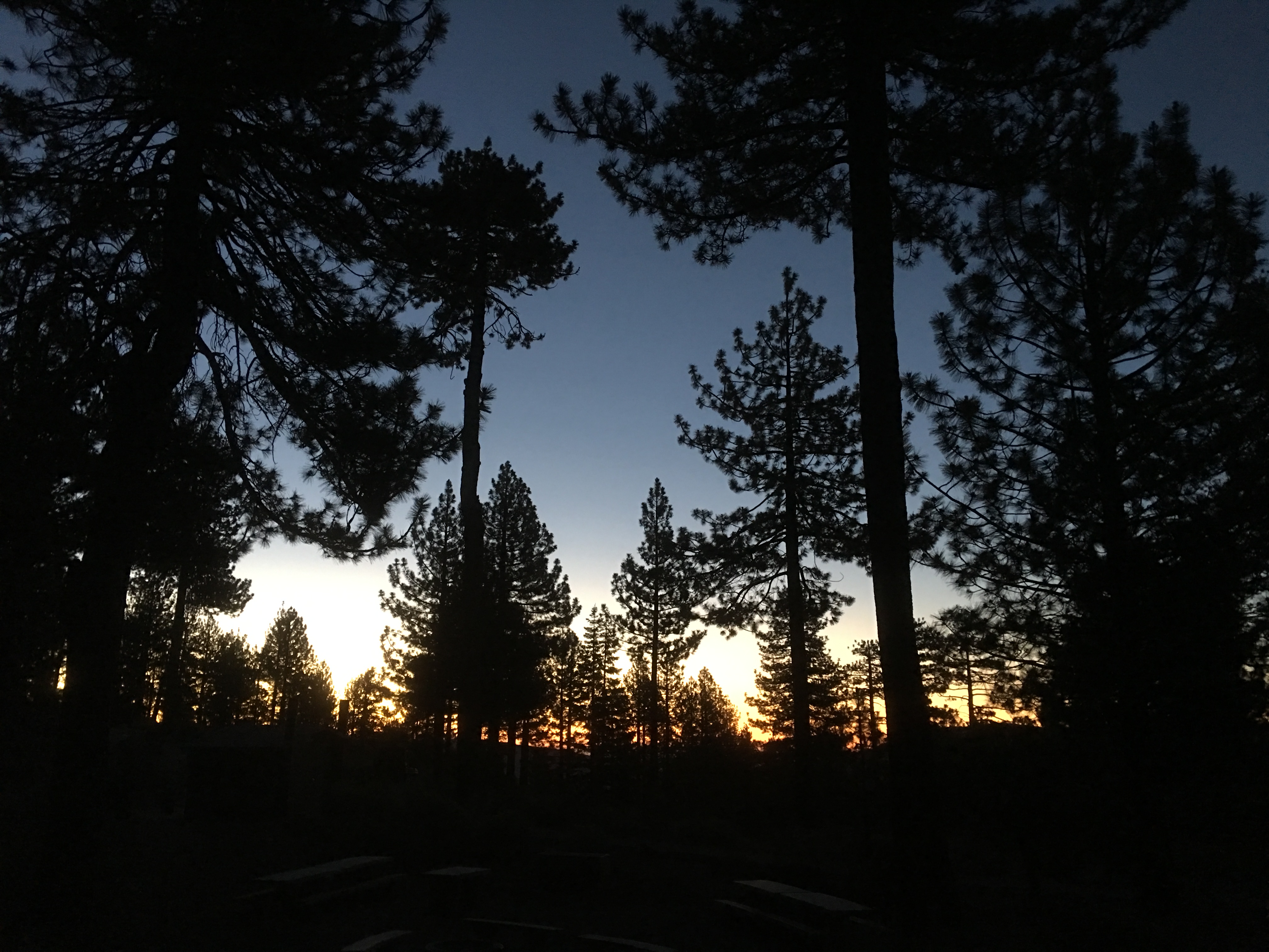 Sunrise in the pines.