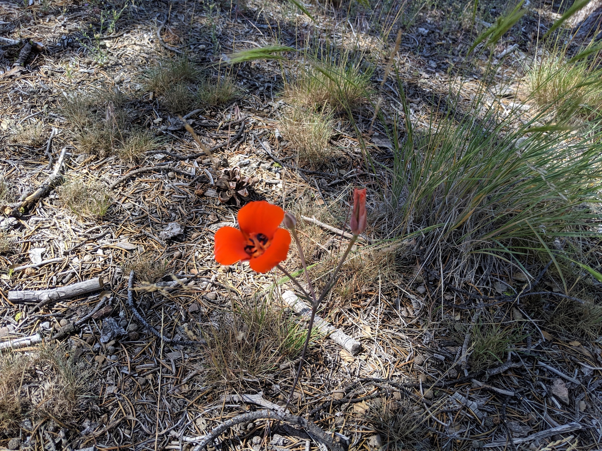 A poppy out on the trail ride.