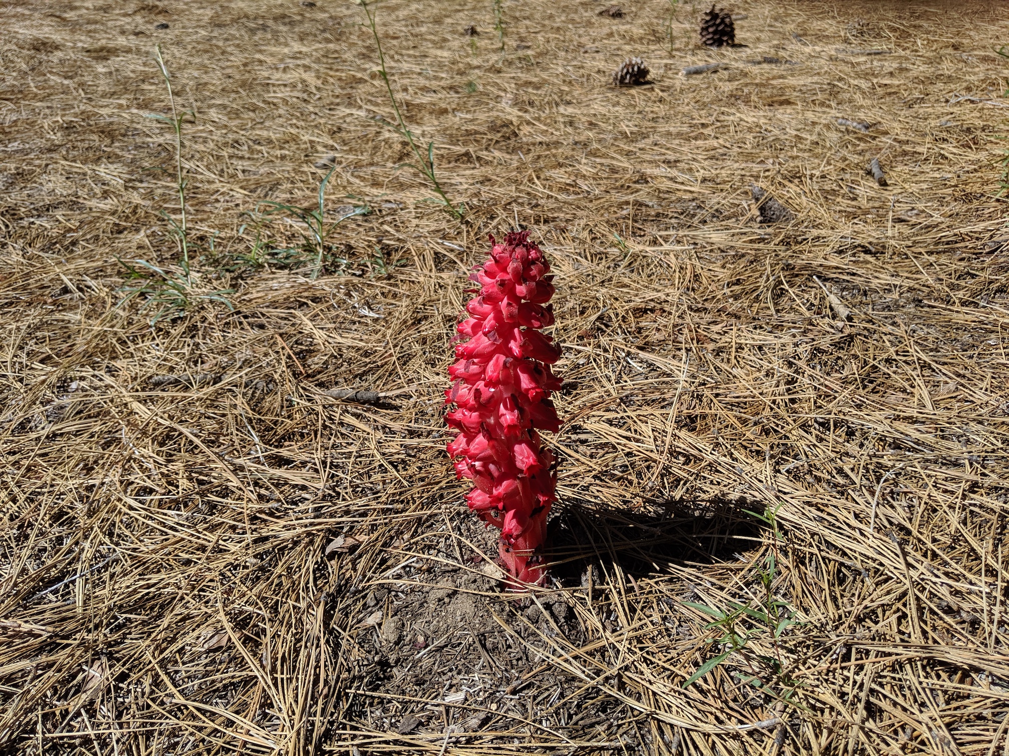 Snow plant (Sarcodes sanguinea) in the campground.