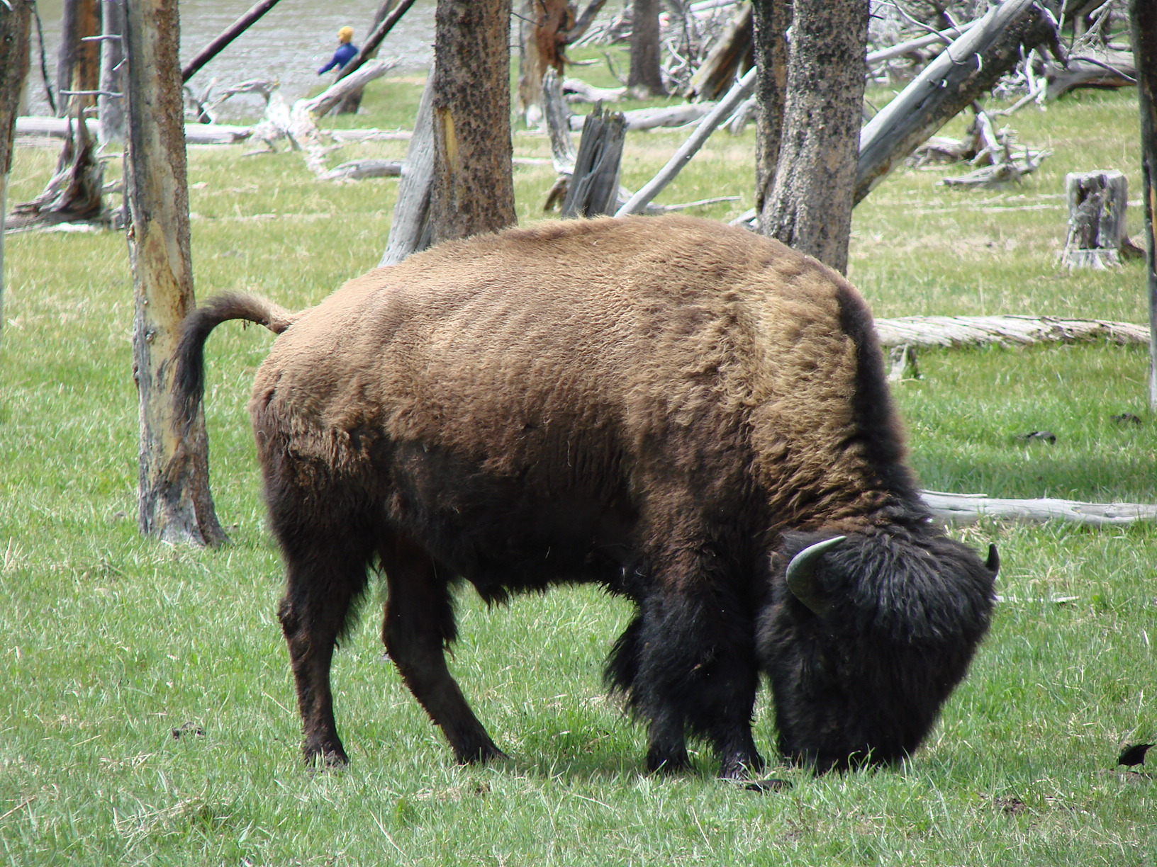 Bison munching in Yellowstone