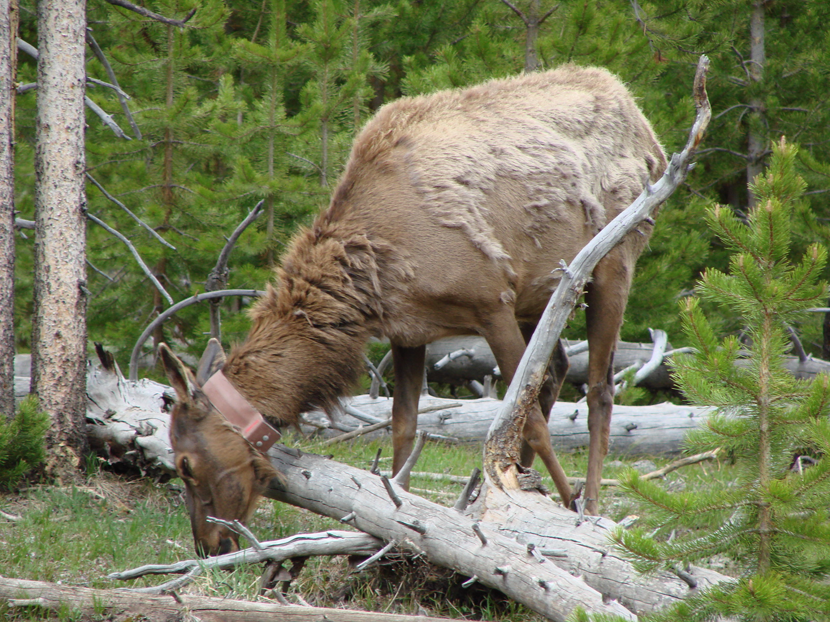 Deer having a snack by the trail
