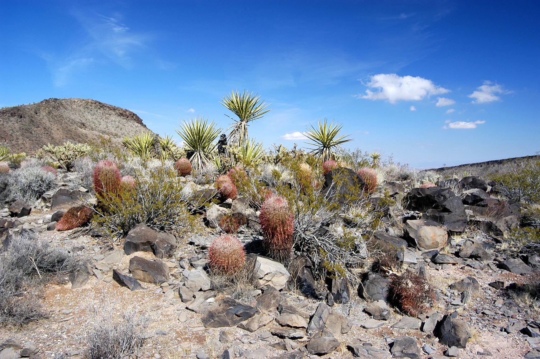 Barrel - Yucca.JPG