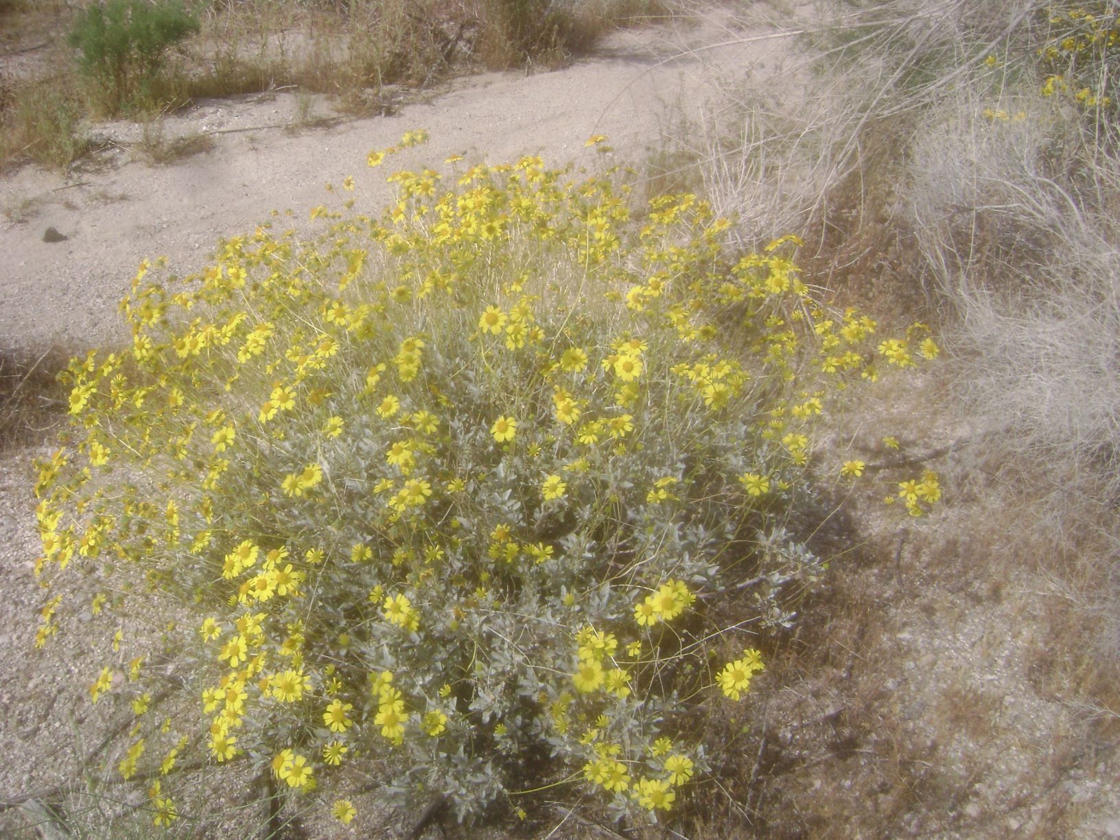 Bittle Bush.JPG