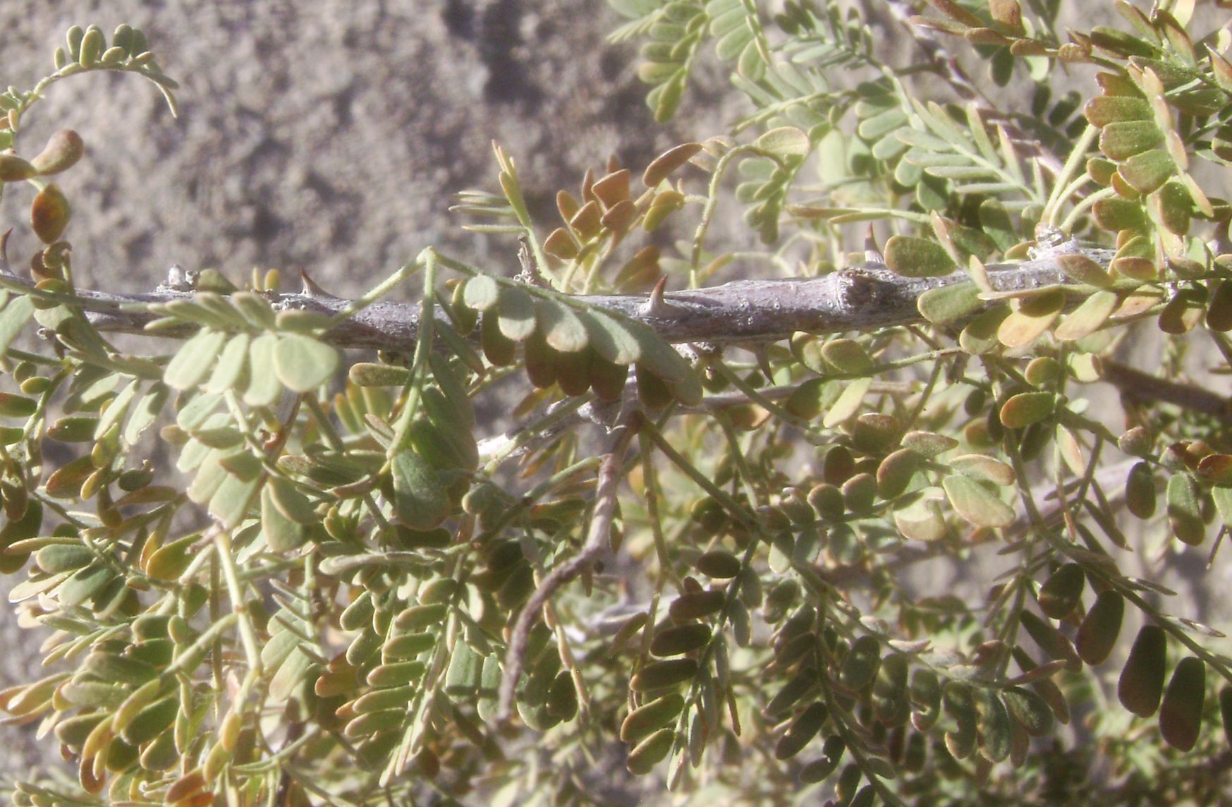 Catclaw up close.jpg