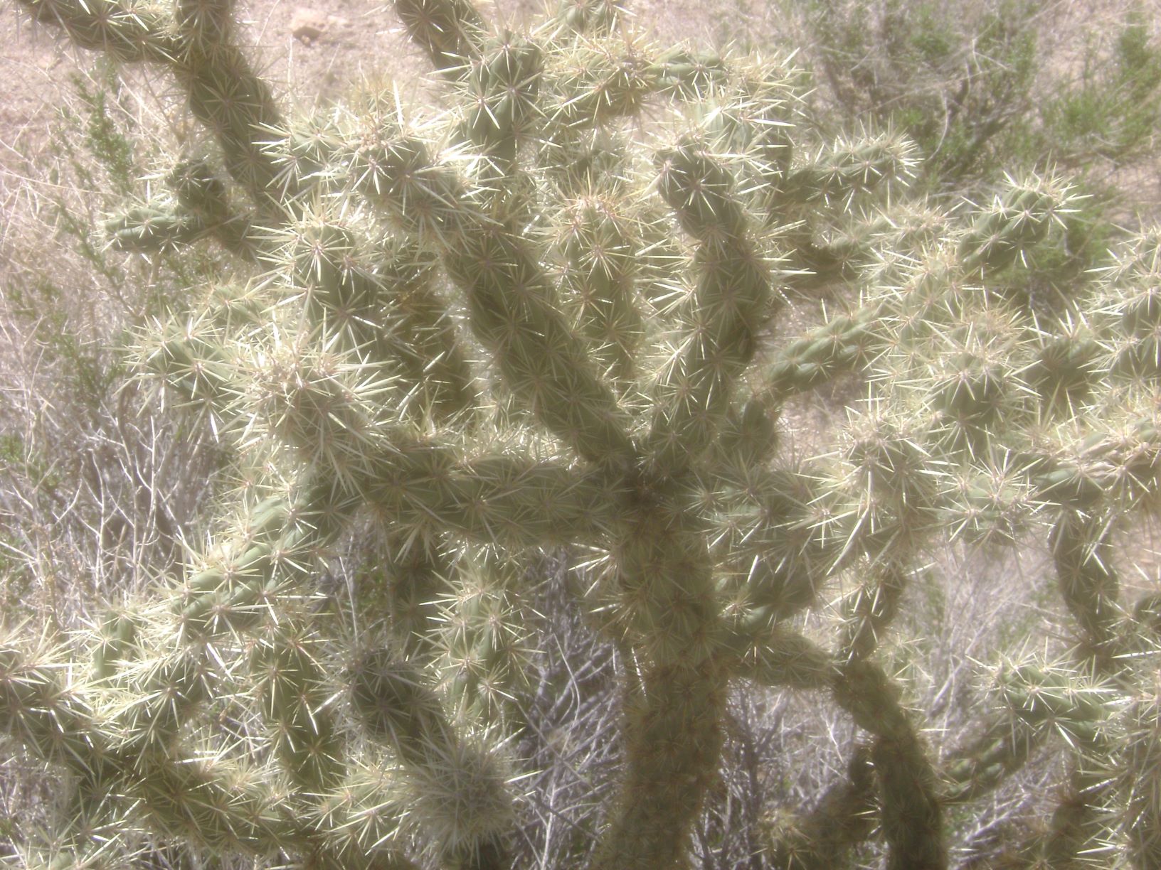 Cholla - Buckhorn.JPG