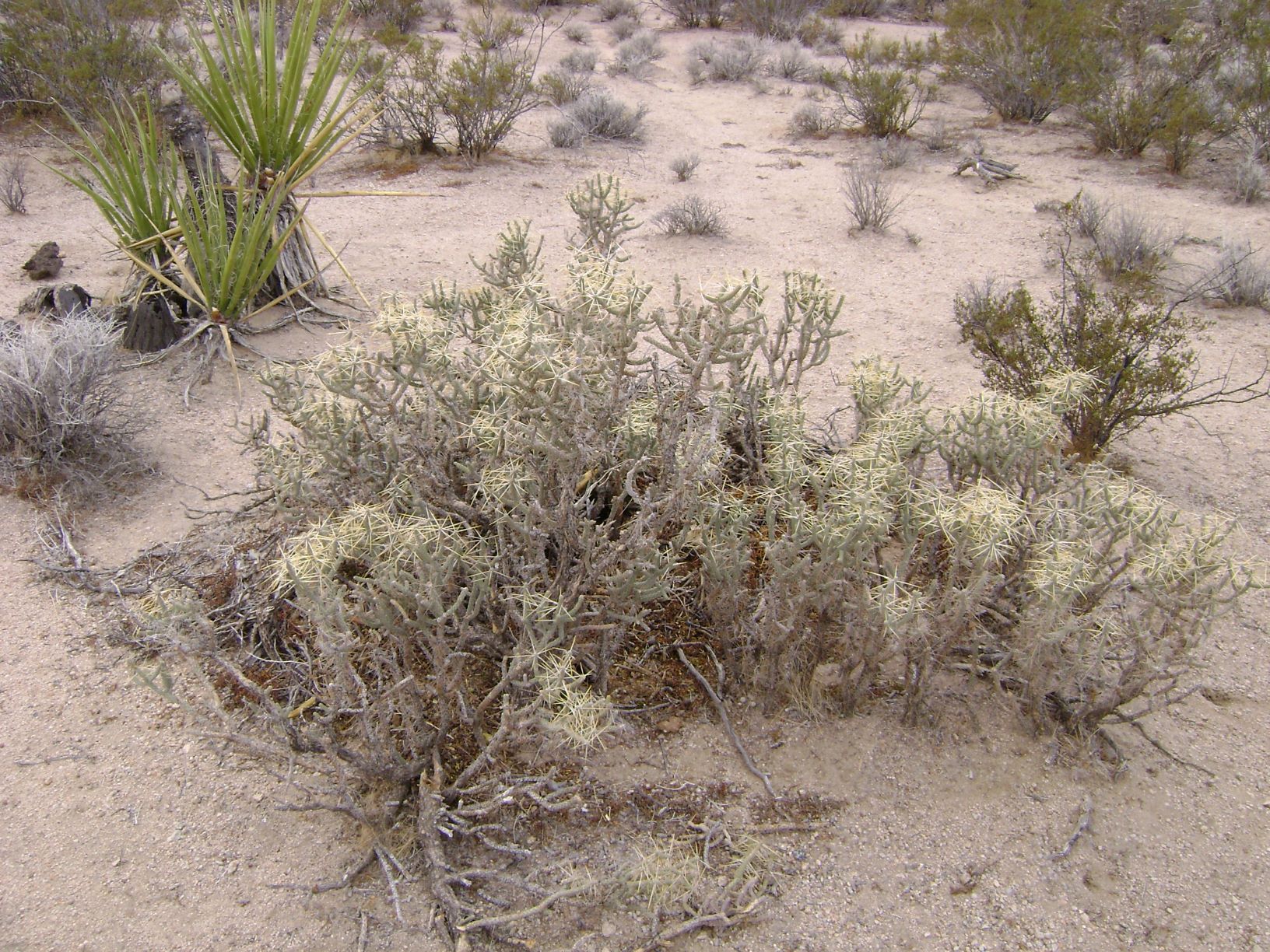 cholla - Pencil.JPG