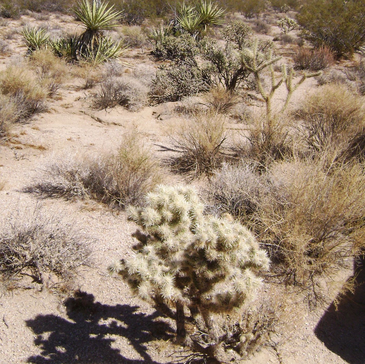Cholla -Teddy Bear.jpg